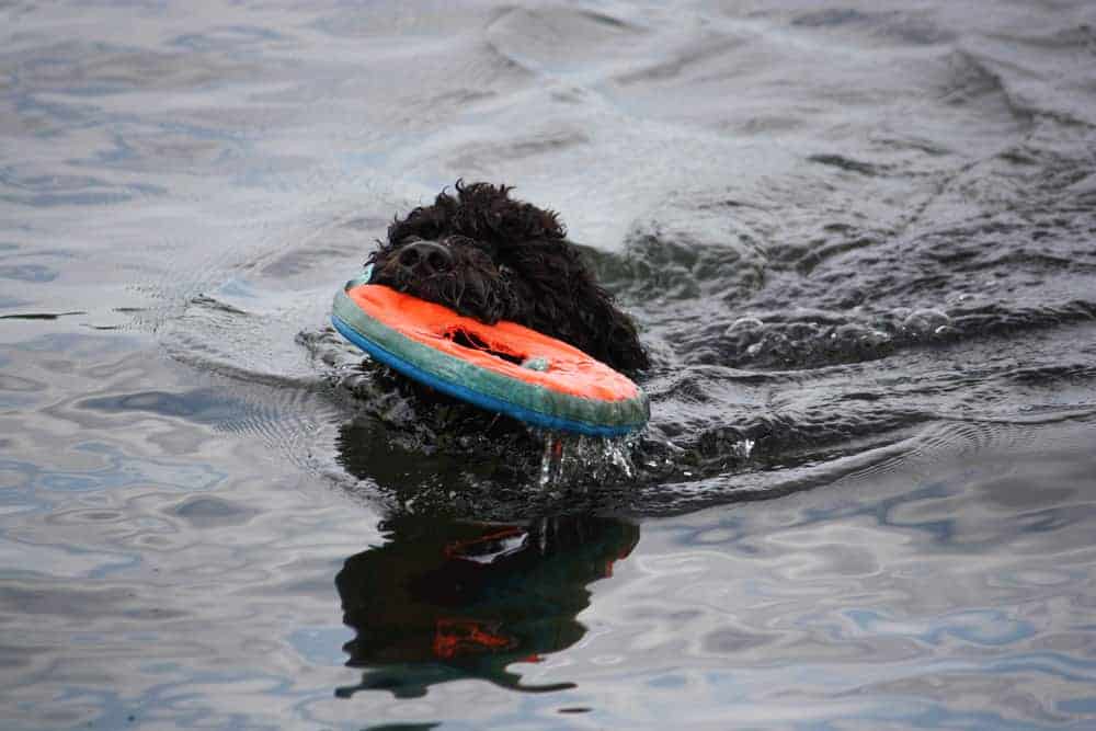 Portugiesischer Wasserhund Charakter Haltung Pflege