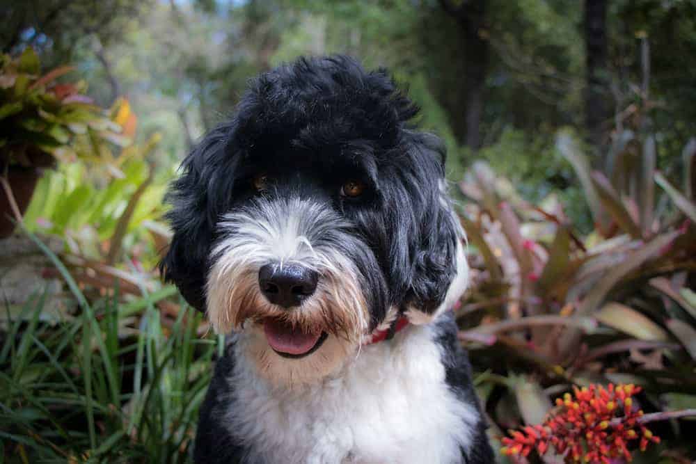 Portugiesischer Wasserhund Charakter Haltung Pflege