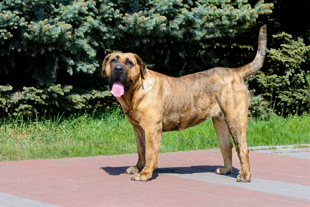 Presa Canario