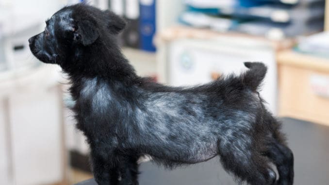 Welpe mit Demodikose - Haarausfall beim Hund