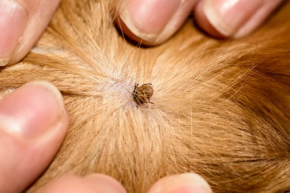 Zecke sticht einen Hund