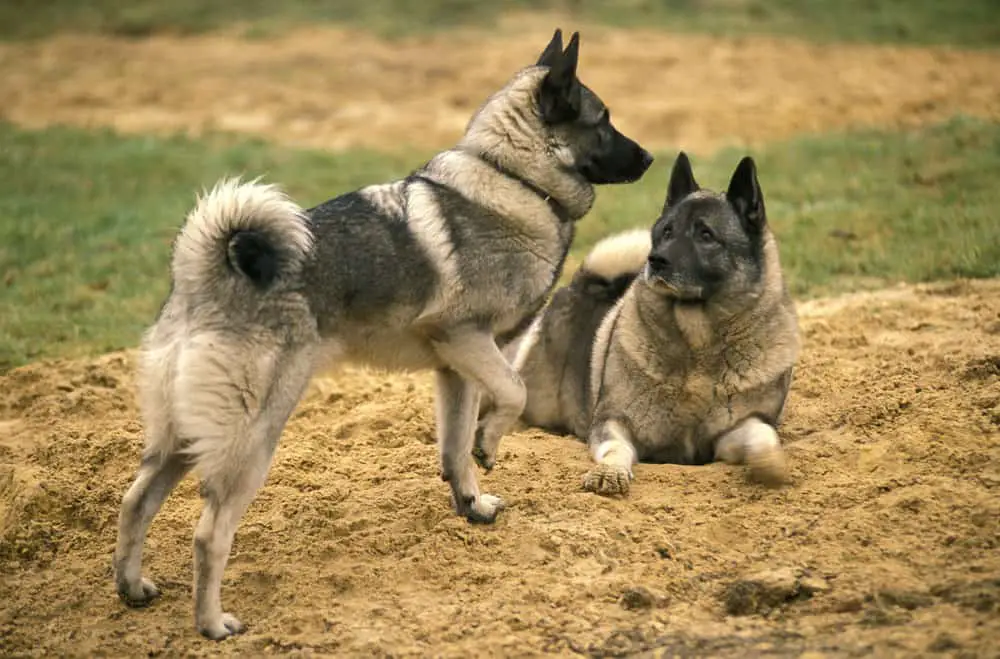 2 schwarze norwegische Elchhunde