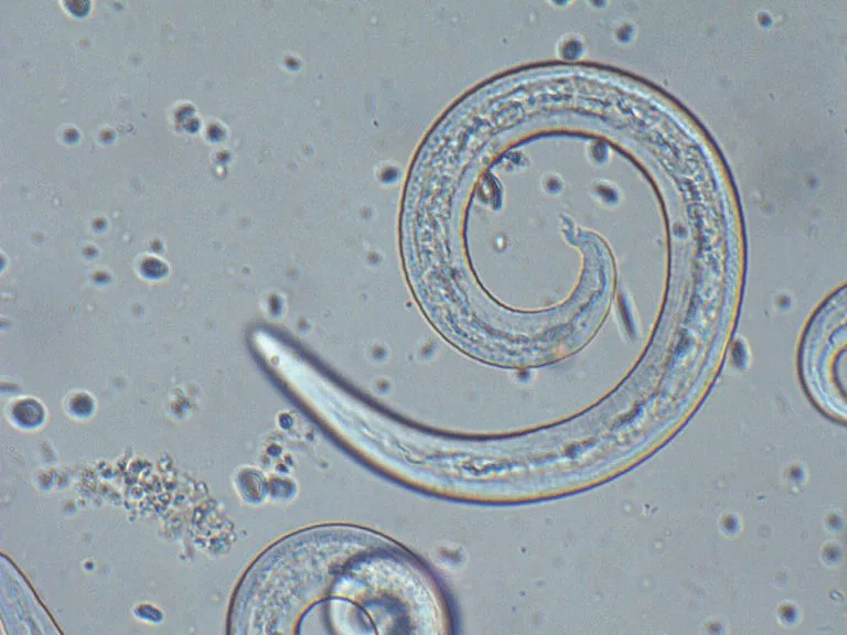 Angiostrongylus vasorum Lungenwürmer