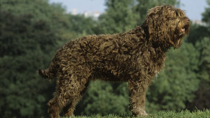 Barbet Charakter Haltung Pflege
