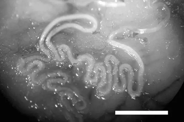 Capillaria aerophila - Lungenhaarwurm