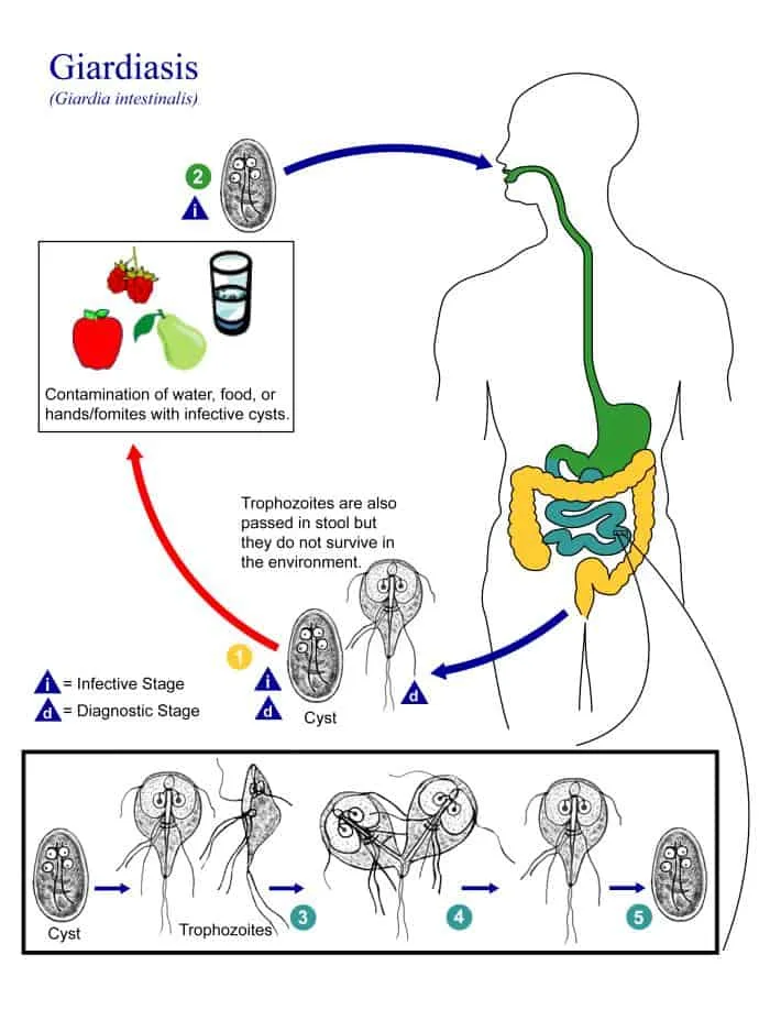 Giardien Lebenszyklus - Giardia intestinalis
