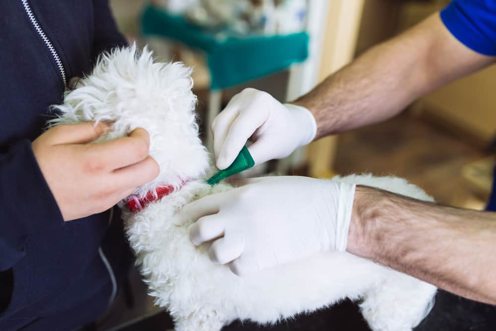 Hund beim Tierarzt bekommt Flohmittel