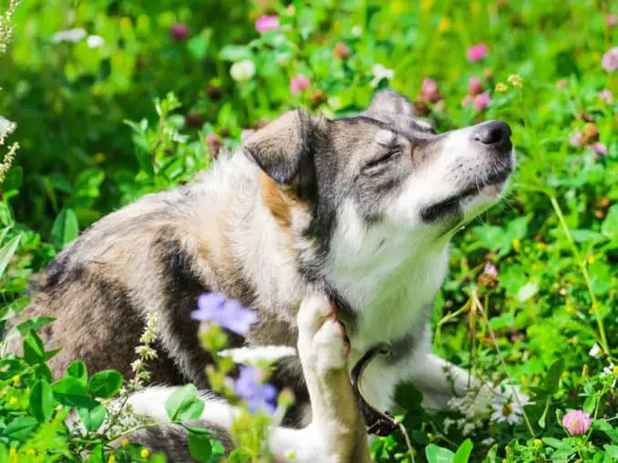 Grasmilben bei Hunden erkennen &amp; behandeln