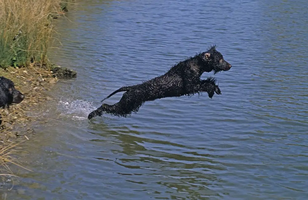 Wasserhunde – Herkunft und Wesenszüge