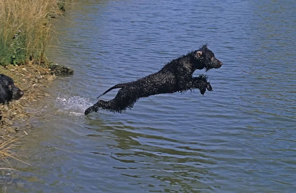 Irish Water Spaniel springt ins Wasser - Irischer Wasserspaniel, ein Wasserhund
