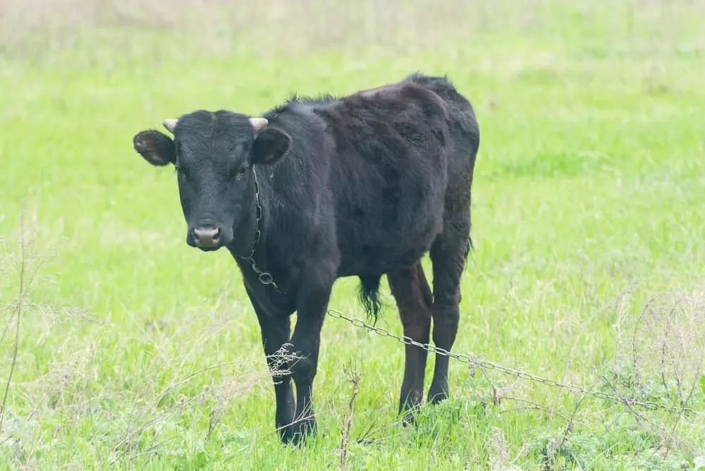 Kalb auf Weide