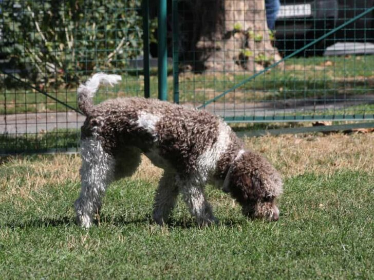 Lagotto Romagnolo