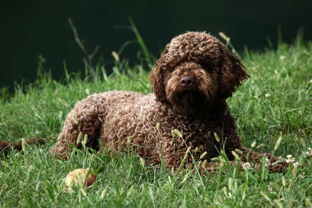 Lagotto Romagnolo liegt im Gras
