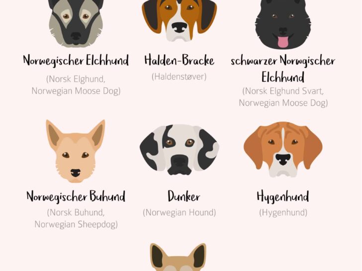 Norwegische Hunderassen – Herkunft und Wesenzüge