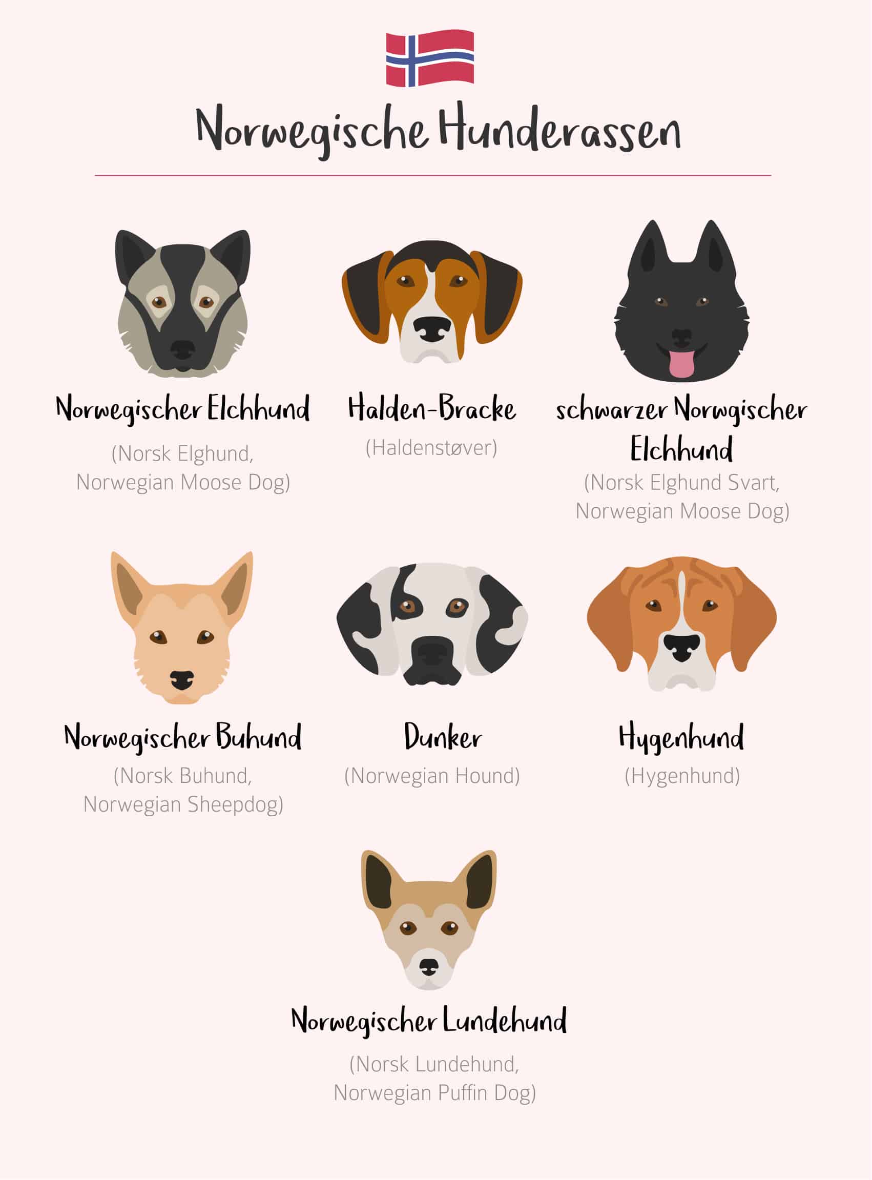 Norwegische Hunderassen – Herkunft und Wesenzüge