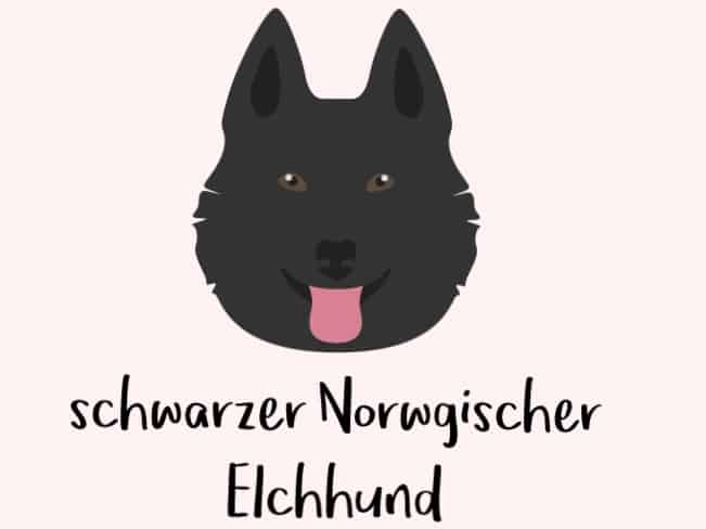 Norwegischer Elchhund schwarz Comic Grafik