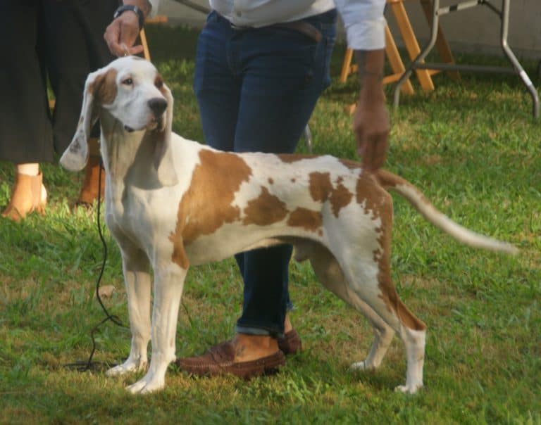 Spanischer Wasserhund: Charakter, Haltung &amp; Pflege