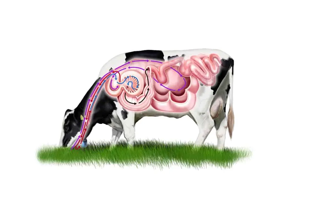 Verdauungssystem der Kuh