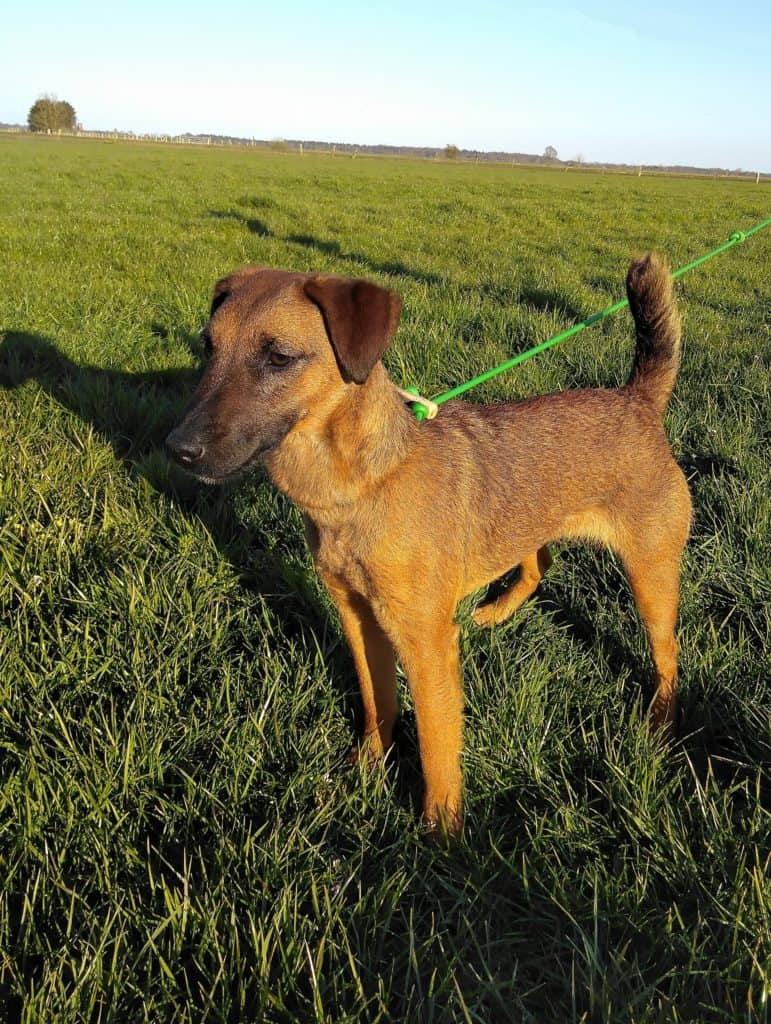 The Westfalenterrier: A Loyal and Active Dog Breed 3 Westfalenterrier History