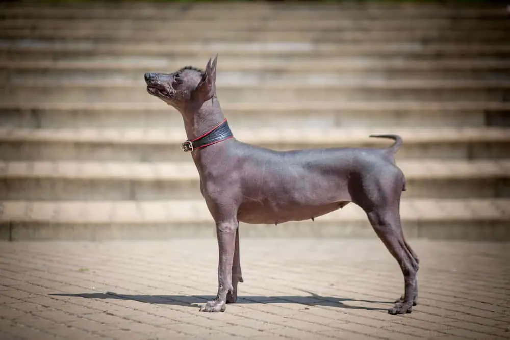 Mexikanischer Nackthund steht vor einer Treppe
