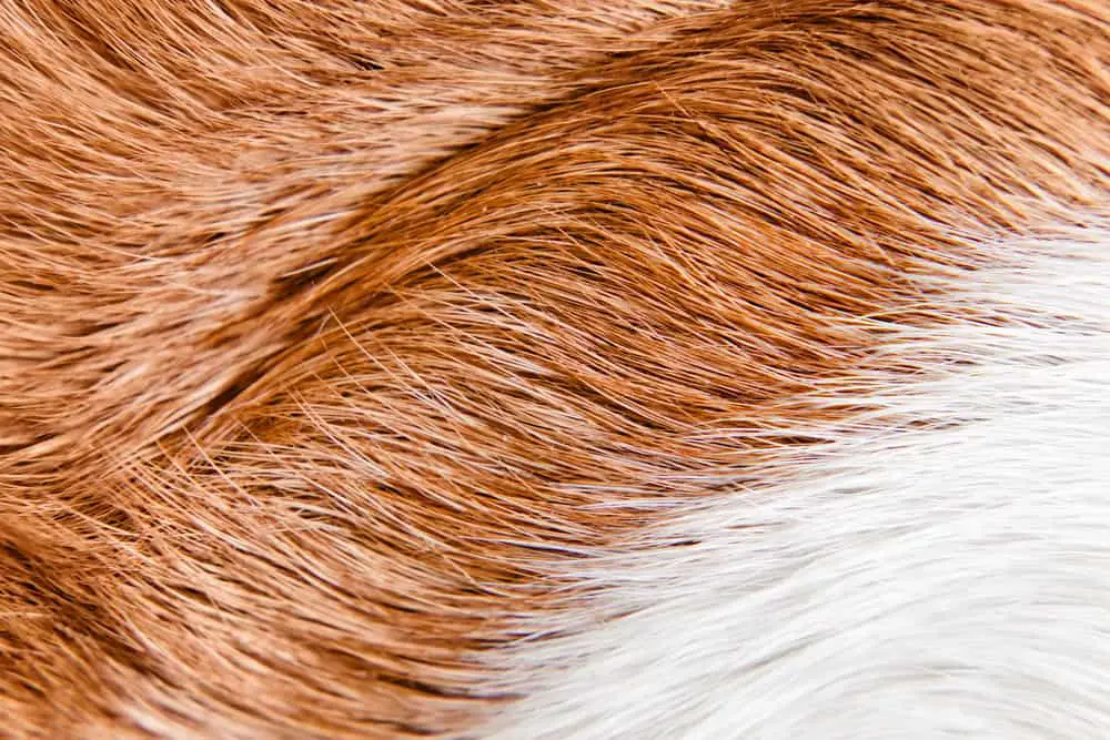 glänzendes Fell eines Beagle