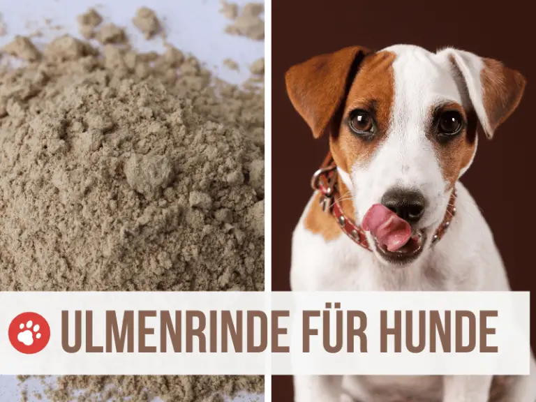 Ulmenrinde für den Hund: schützender Schleim bei Durchfall und Magenschleimhautentzündung