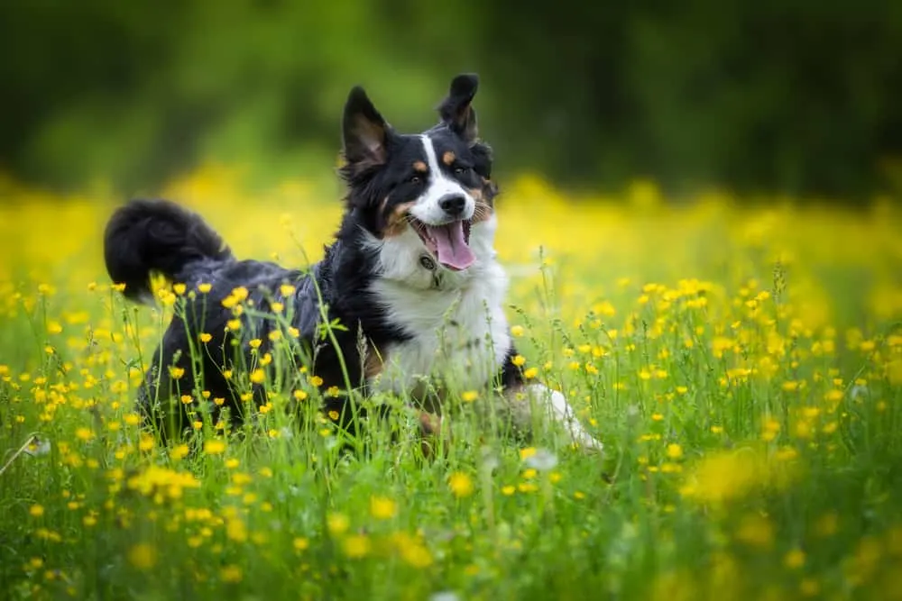 Berner Sennenhund auf Wiese