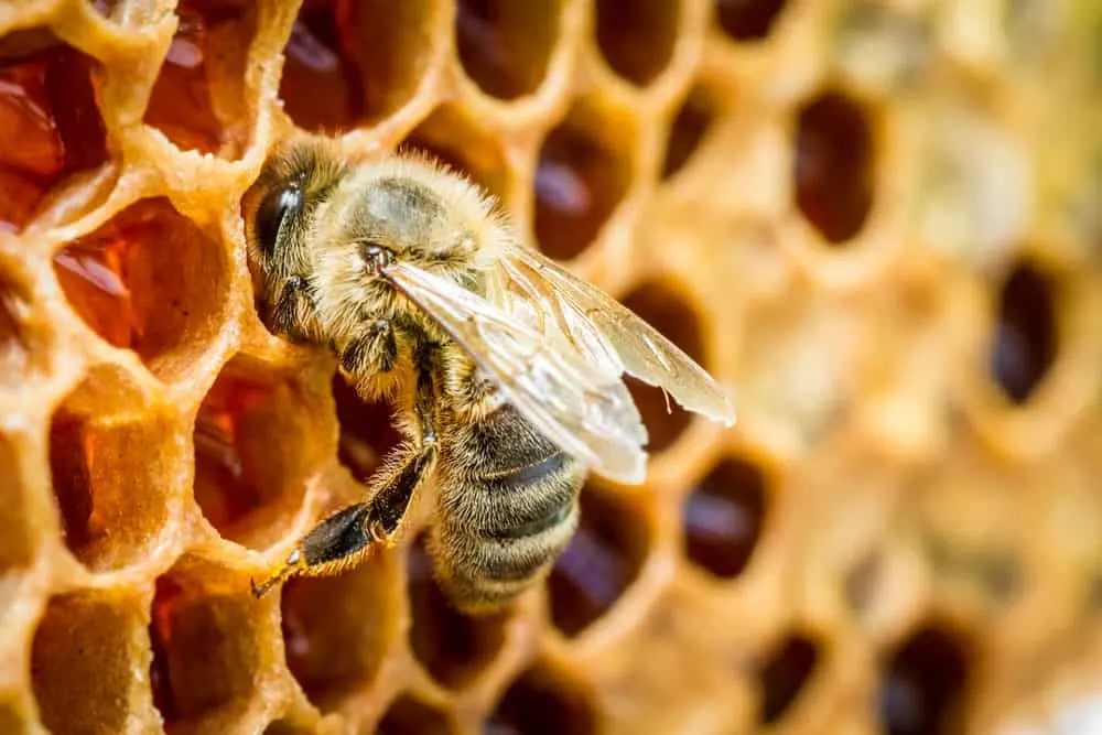 Biene in einer Honigwabe