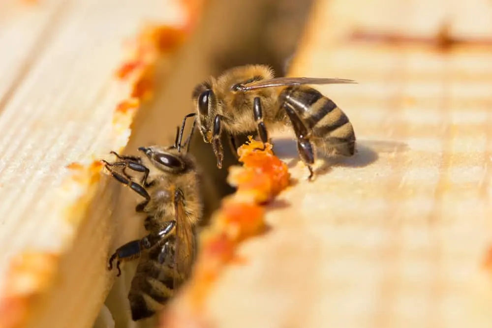 Bienen legen Propoplis in einem Bienenstock