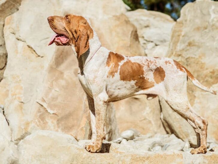 Bracco Italiano