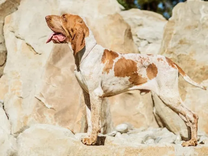 Bracco Italiano