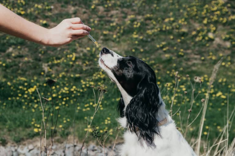 Kürbiskernöl für den Hund Das Wunder aus der Steiermark