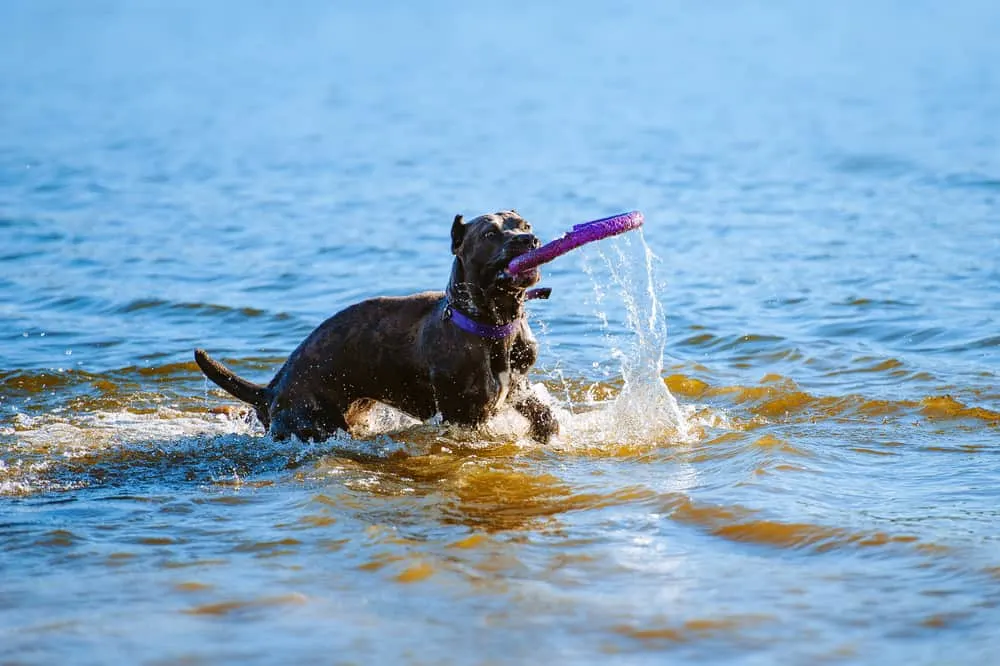 Cane Corso spielt im Wasser