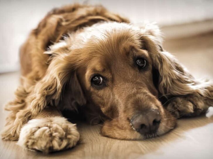 Struvitsteine beim Hund – unangenehm und schmerzhaft