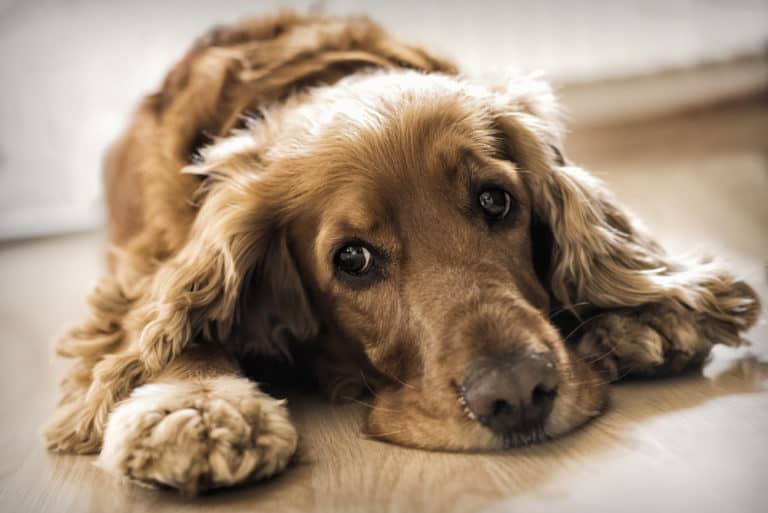 Struvitsteine beim Hund – unangenehm und schmerzhaft