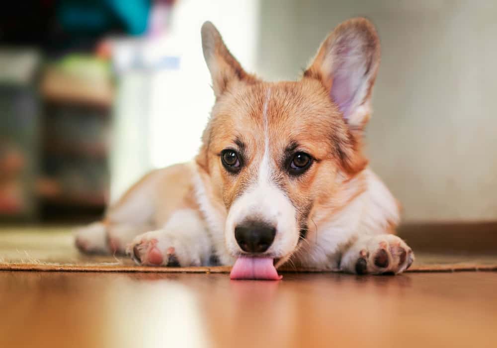 Mein Hund leckt den Boden ab – Warum?