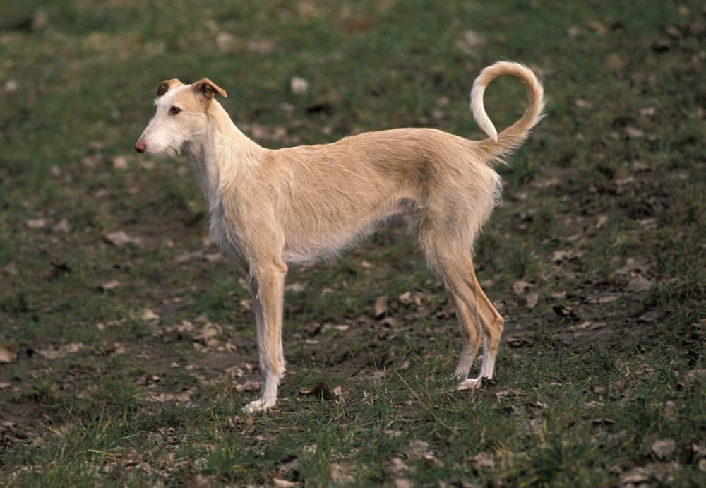 Galgo Espanol mit längerem, struppigen Fell