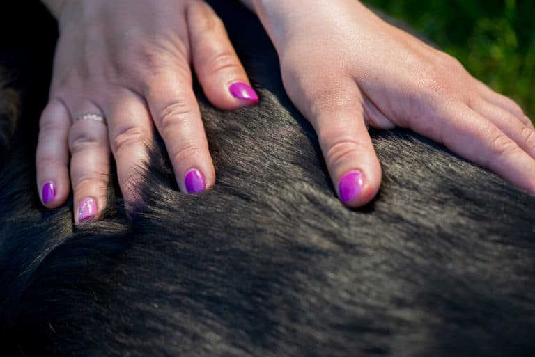 Neemöl für den Hund das Wunder gegen Hautprobleme