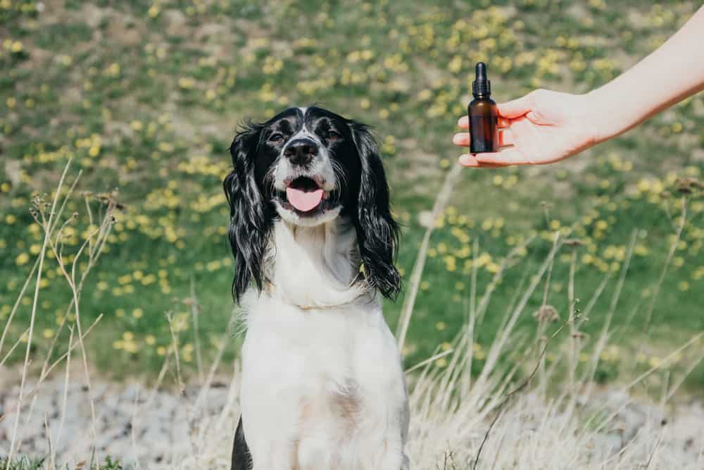 Hanföl für den Hund