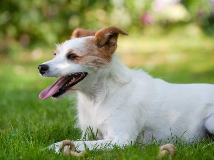 Mein Hund hechelt stark – Mögliche Ursachen