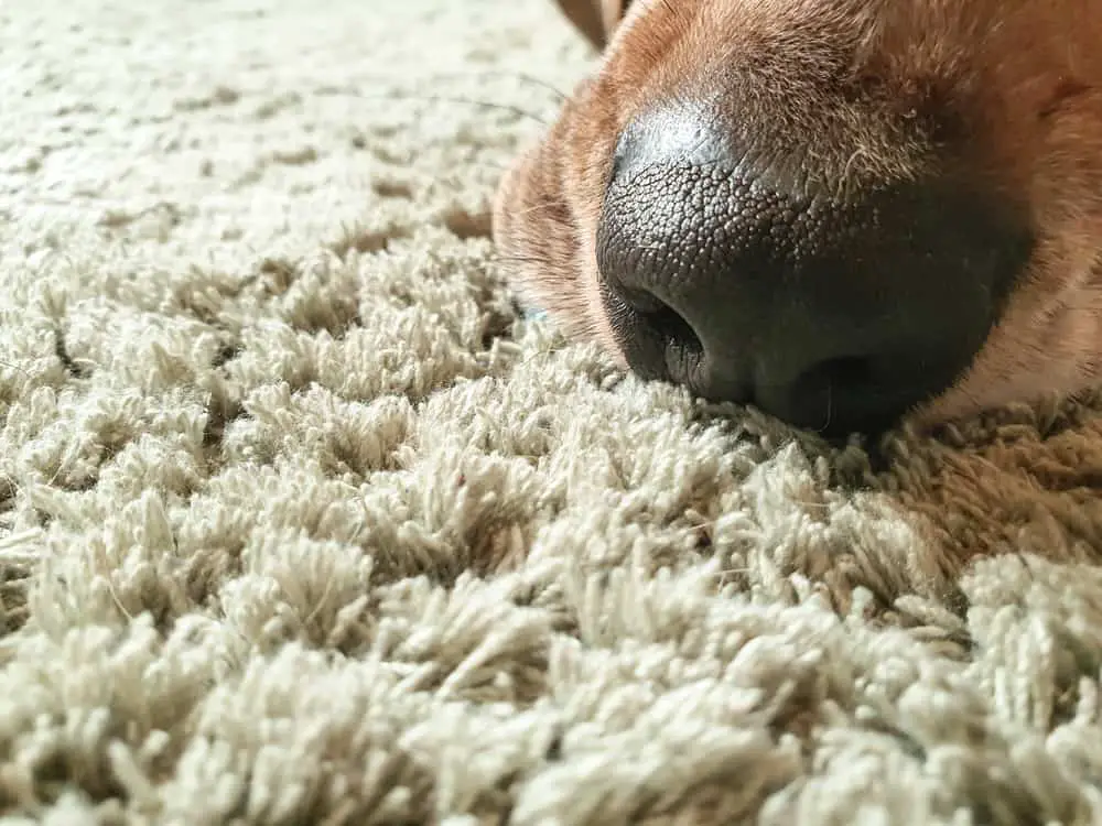 Hund riecht den Teppich