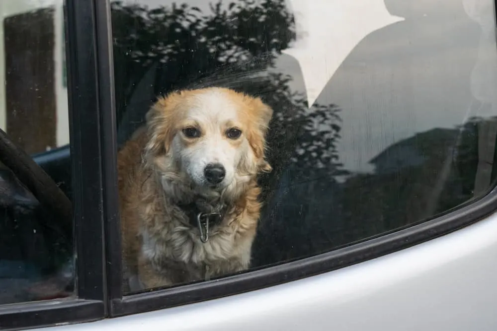 Hund sitzt allein im Auto