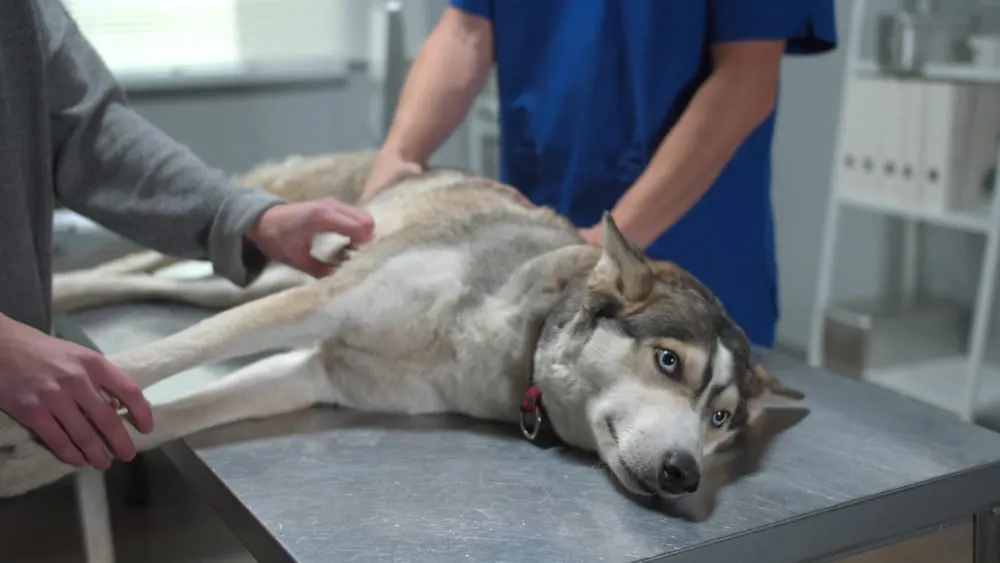 Husky wird vom Tierarzt abgetastet