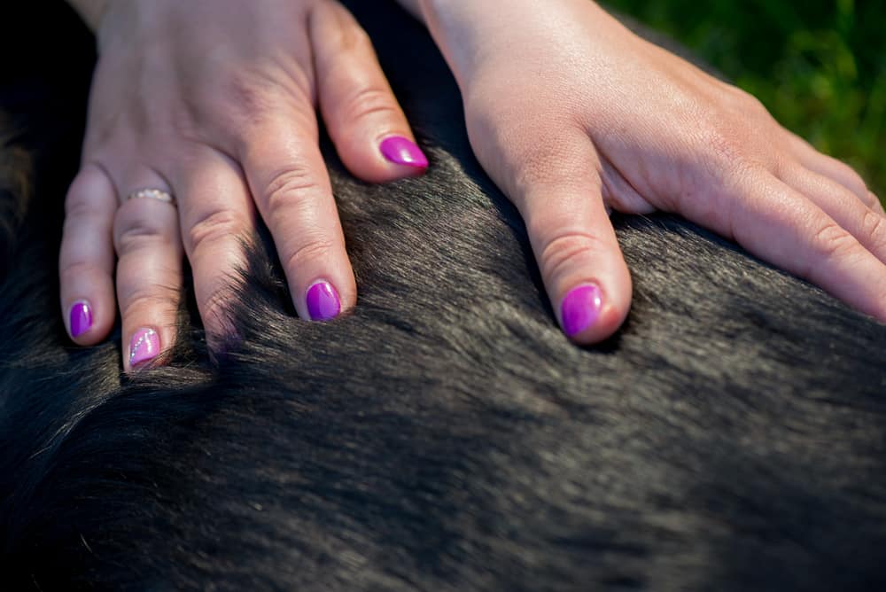 Hände massieren das Fell eines Hunds