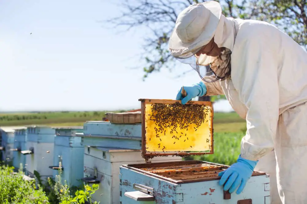 Imker mit Bienenzucht