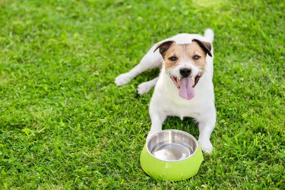 Jack-Russell-Terrier am Wasser trinken aus dem Hundenapf