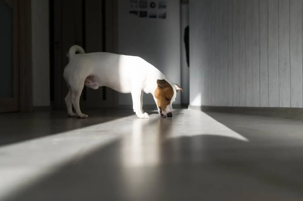 Jack Russell Terrier Hund leckt Boden ab