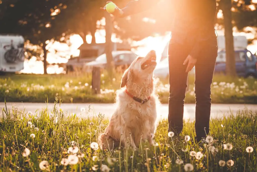 Mädchen spielt mit ihrem Golden Retriever Hund im Sommerpark