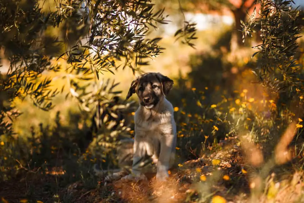 Welpe eines Mastin Espanol (spanischer Mastiff) steht unter einem Baum