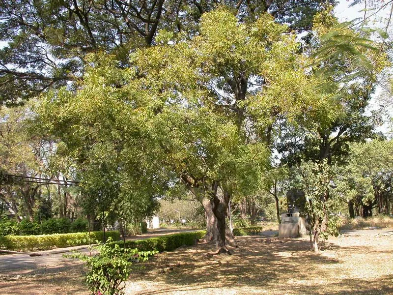 Neembaum